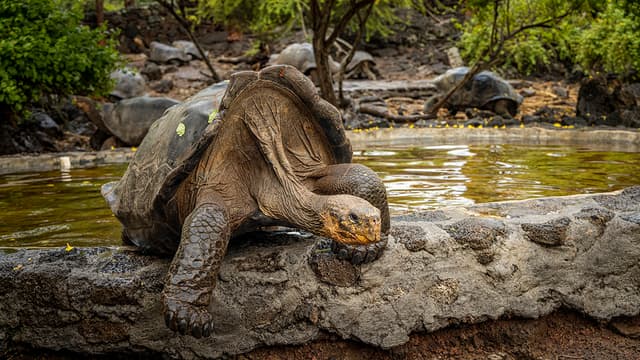 Galápagos Islands – Iconic Wildlife & Sublime Scenery (Western Route) 9
