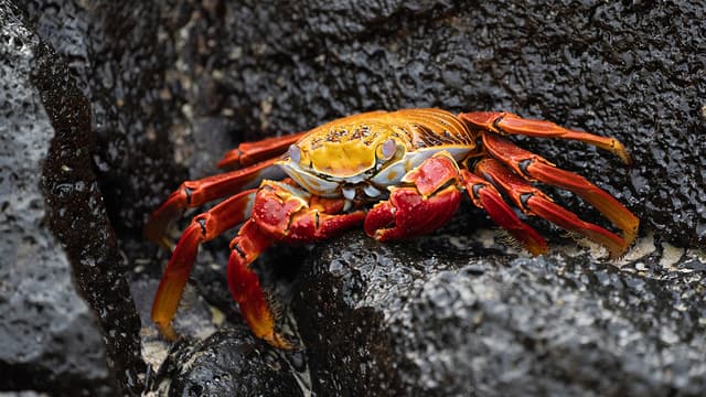 Galápagos Islands – Iconic Wildlife & Sublime Scenery (Western Route) 8