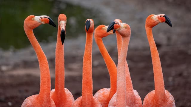 Galápagos Islands – Iconic Wildlife & Sublime Scenery (Western Route) 6