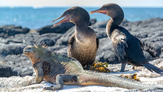 Galápagos Islands – Iconic Wildlife & Sublime Scenery (Western Route) 7